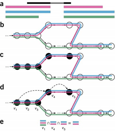 **Fig.1** Alt TextOverview of kallisto. The input consists of a reference transcriptome and reads from an RNA-seq experiment. (a) An example of a read (in black) and three overlapping transcripts with exonic regions as shown. (b) An index is constructed by creating the transcriptome de Bruijn Graph (T-DBG) where nodes (v1, v2, v3, … ) are k-mers, each transcript corresponds to a colored path as shown and the path cover of the transcriptome induces a k-compatibility class for each k-mer. (c) Conceptually, the k-mers of a read are hashed (black nodes) to find the k-compatibility class of a read. (d) Skipping (black dashed lines) uses the information stored in the T-DBG to skip k-mers that are redundant because they have the same k-compatibility class. (e) The k-compatibility class of the read is determined by taking the intersection of the k-compatibility classes of its constituent k-mers.  [From Bray et al. Near-optimal probabilistic RNA-seq quantification, Nature Biotechnology, 2016.]